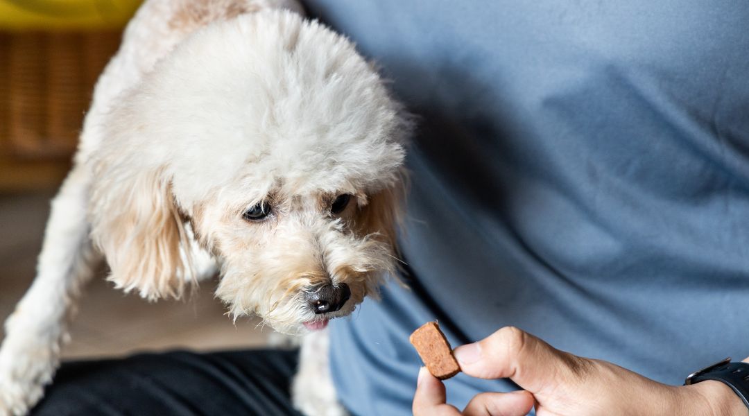 Heartworms and Intestinal Parasites